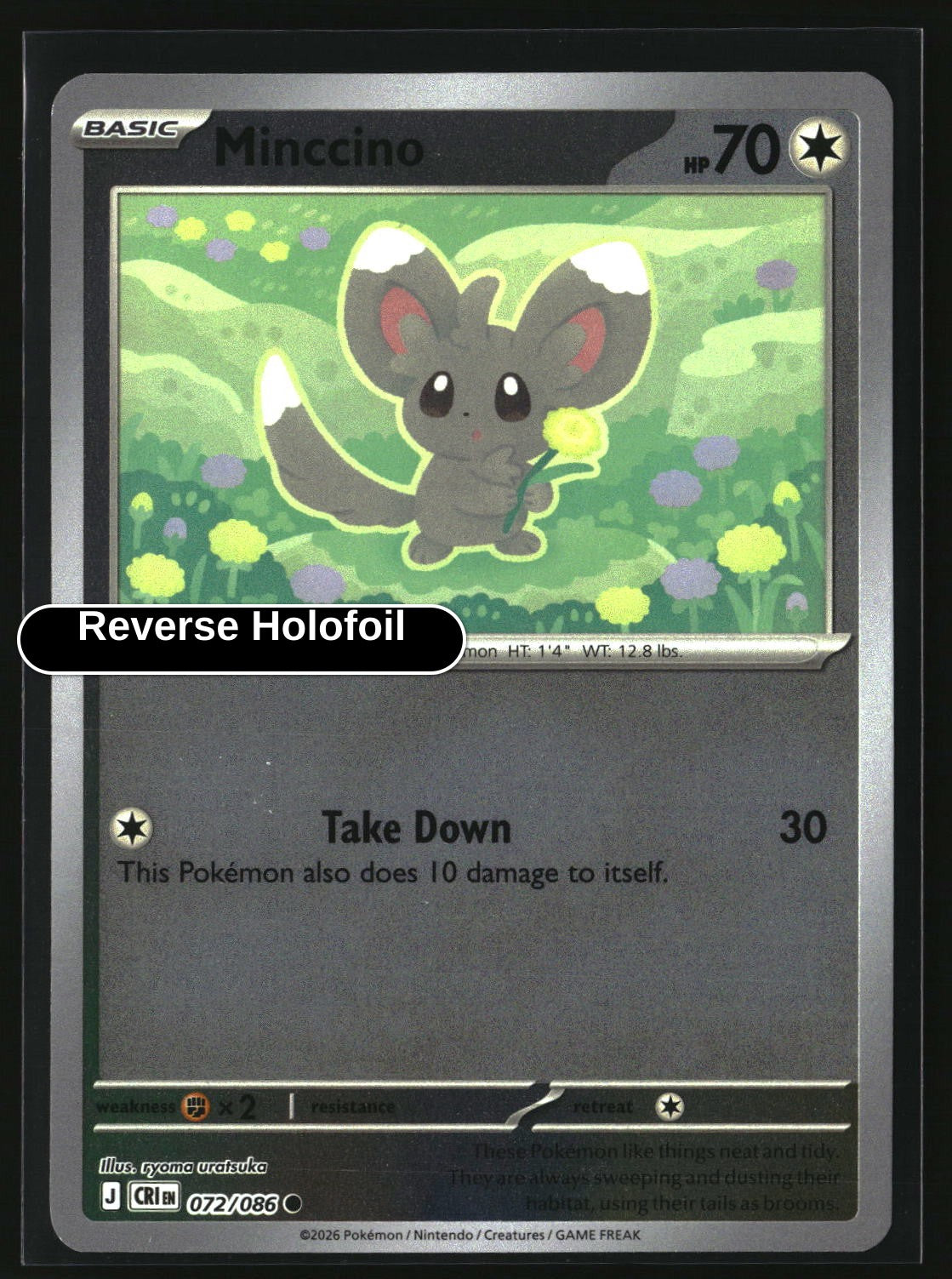 Minccino