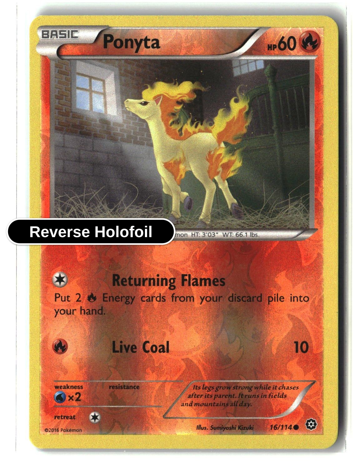 Ponyta