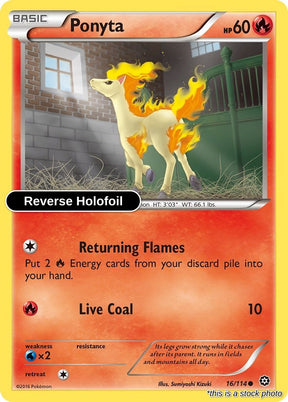 Ponyta