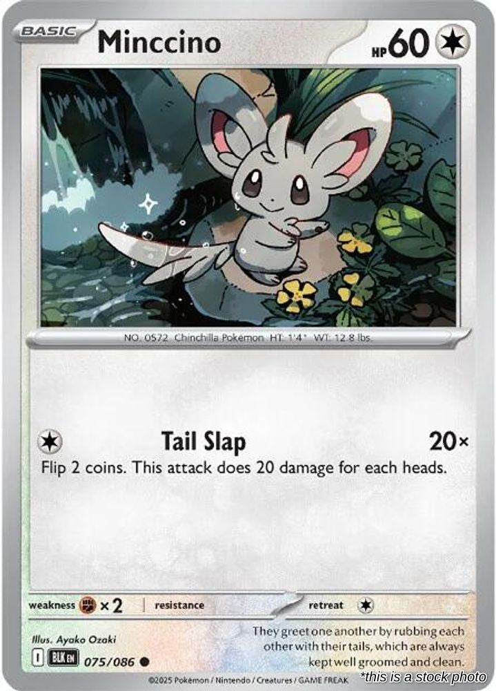 Minccino